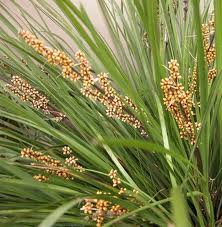 Breeze Grass 3G [Lomandra longifolia]